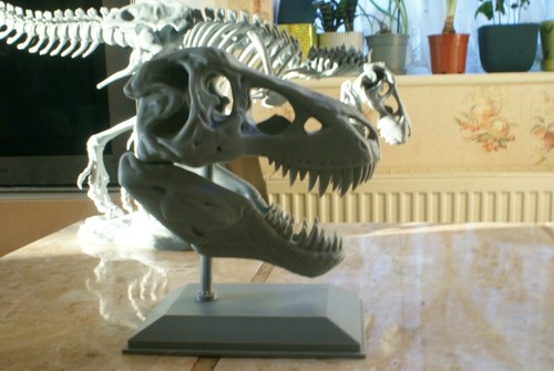 Rex dinosaur skull - dinosaur, model