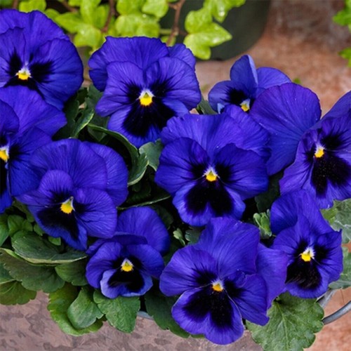 Winter flowering pansy - winter,