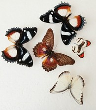  Butterfly Collection Set x5