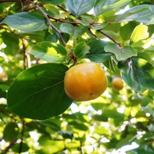 Persimmon Plant 'Kaki' Fruit