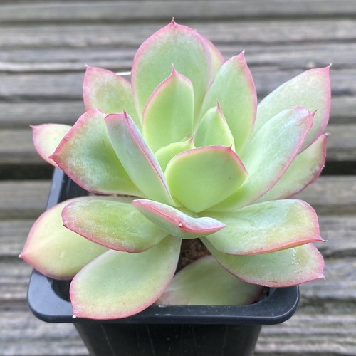 Echeveria luella succulent - echeveria,