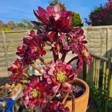 Aeonium Meiji | FRESH STEM