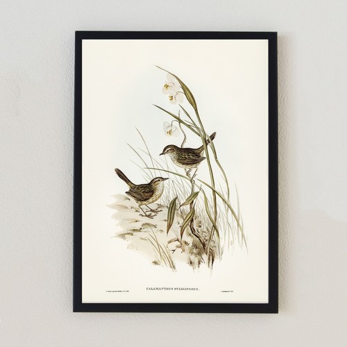Vintage bird illustration - vintage,