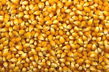 Organic Popping Corn,Popcorn Kernels Seeds Popping Corn A* Quality
