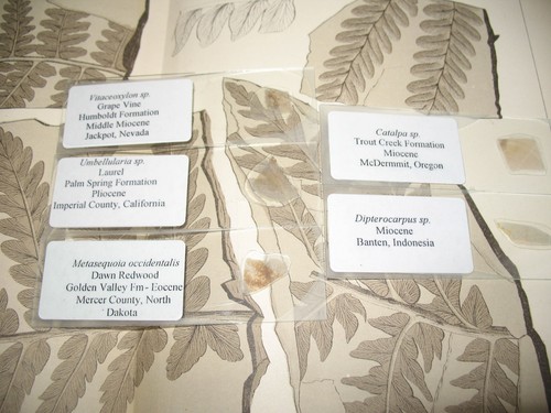 Fossil introduction - introduction, to