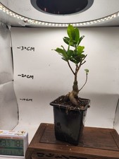  Ficus retusa Banyan