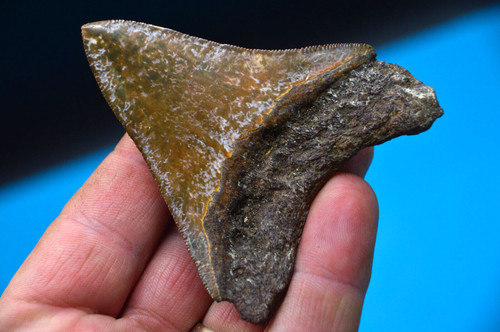 Beautiful megalodon shark - 3.2",