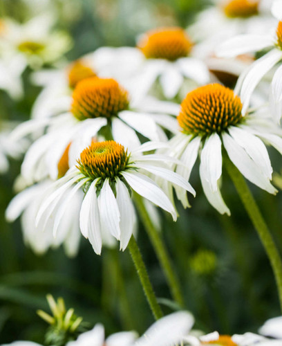 Echinacea white swan - swan', 6
