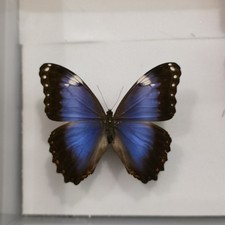 Morpho helenor violacea Insect