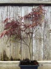 Purple Dissectum Maple Bonsai Starter | Acer palmatum 'Dissectum Atropurpureum'