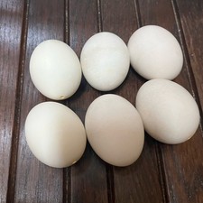 🦆 6 Duck Eggs Clean Blown