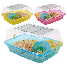 Small hamster guinea - guinea, pet