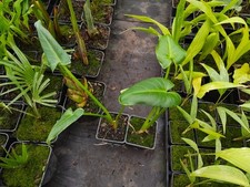 Zantedeschia Aethiopica 'White