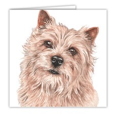 Norwich Terrier greetings card