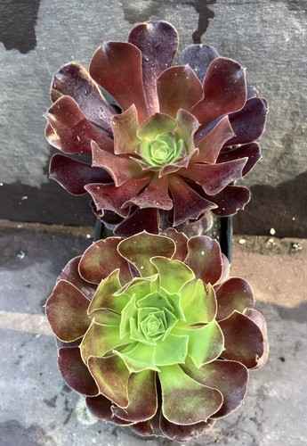 Aeonium blushing beauty red - 2x,