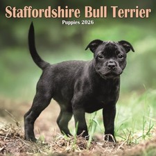 Staffordshire Bull Terrier