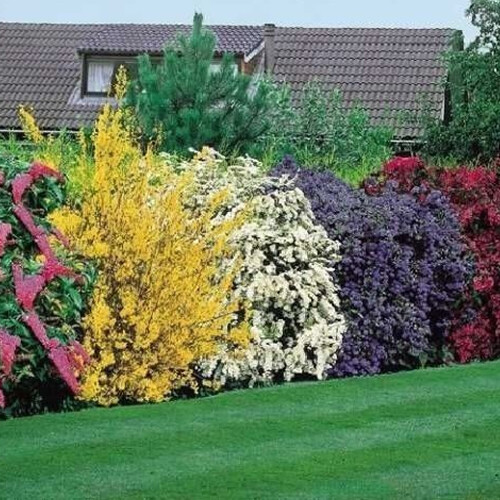 High quality flowering - x,