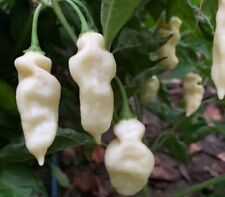 Devil’s Tongue White Chilli Hot Pepper Seeds    Very Rare