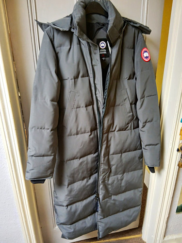 Canada goose arctic - canada,