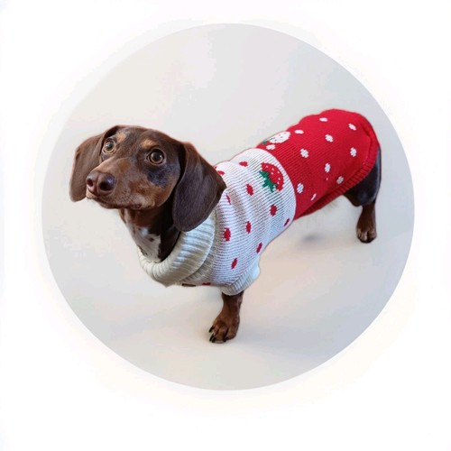 Funny dog strawberry jumper - dog,