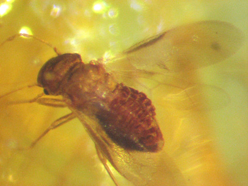 Pliocene amber kenya - pliocene,