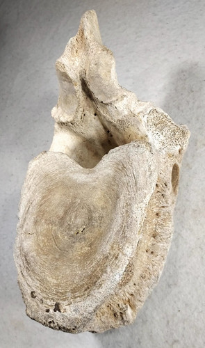 Ice age mammoth - ice, lumbar