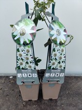2x Passion Flower Constance