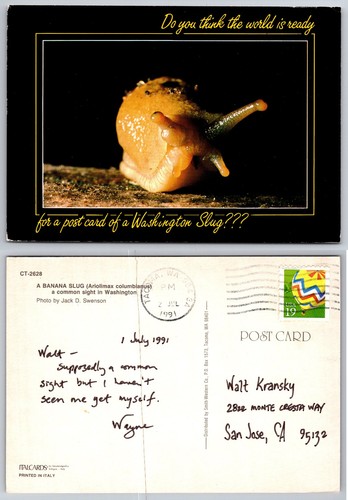 1991 washington banana slug - 1991,
