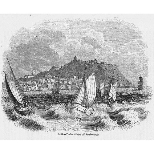 Turbot fishing off scarborough - turbot,