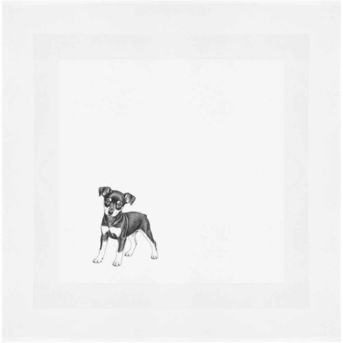 Miniature pinscher puppy - 'miniature,