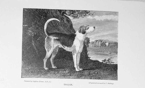 Trojan hunting dog - hunting, baily's