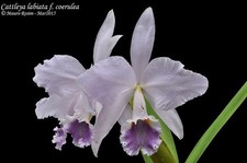 Cattleya labiata  var