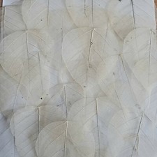 15 Natural Real skeleton