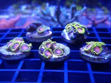 CC Spitfire Zoa,  (Zoanthus