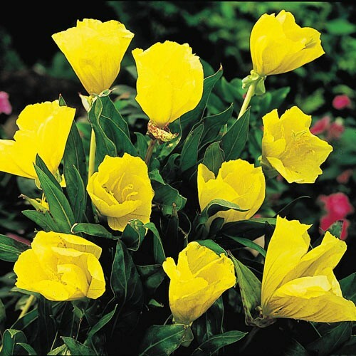 Yellow evening primrose seeds - yellow,