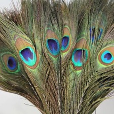 10x PEACOCK TAIL FEATHERS