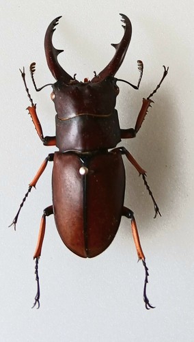 Prosopocoilus astacoides male - ,