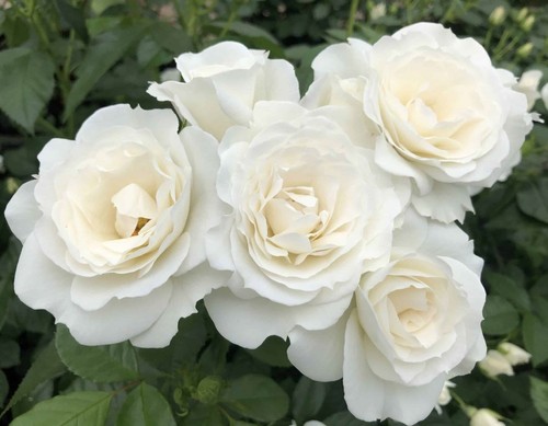 White veranda shrub rose - rose,