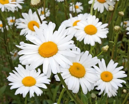 Chrysanthemum may queen - may,