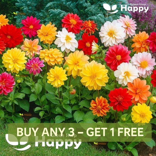 Dahlia variabilis dwarf - variabilis,