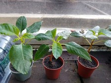 Parrot Plant Congo Cockatoo