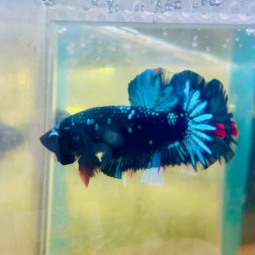 Plakat avarta nebula male - plakat,