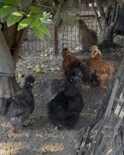 Silkie chicken fertilized - 6,