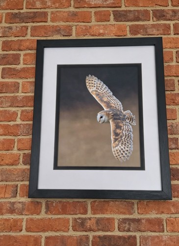 Barn owl flight - barn,