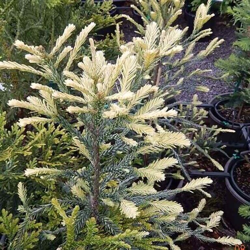 Sequoia sempervirens adpressa - sequoia,