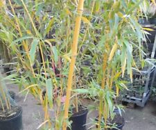 Phyllostachys VIVAX Chinese giant Timber Bamboo UN POTTED CLUMPS 1.2M TALL 