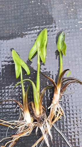 Arrowhead sagittaria - 3,