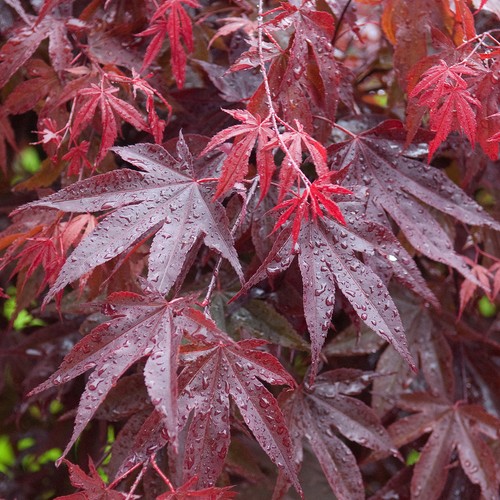 Acer palmatum bloodgood - 'bloodgood', |