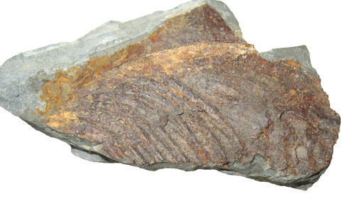 Cambrian trilobite fossil - cambrian,