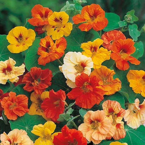 Nasturtium jewel of - 6x,